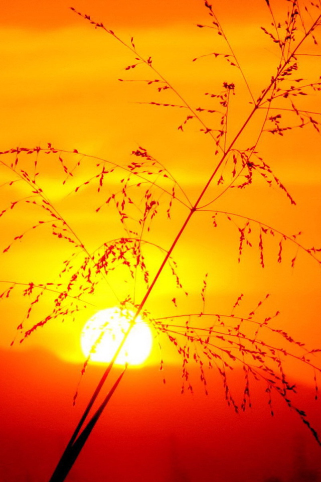 Травинка на закате