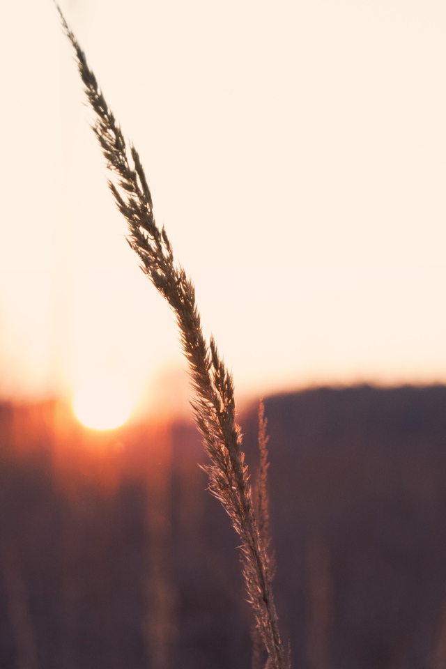Одинокий колосок на фоне заката