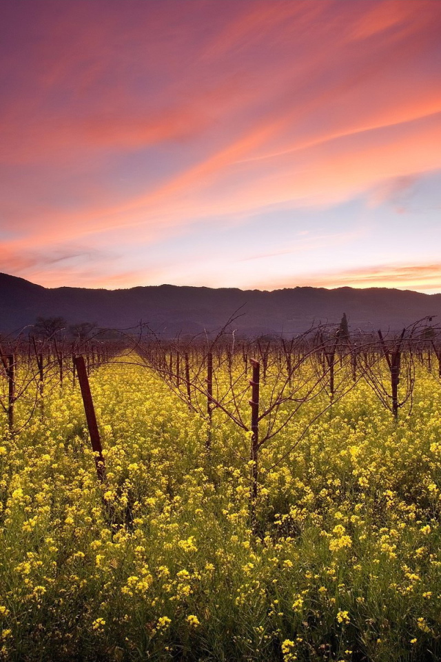 Красные облака над садом
