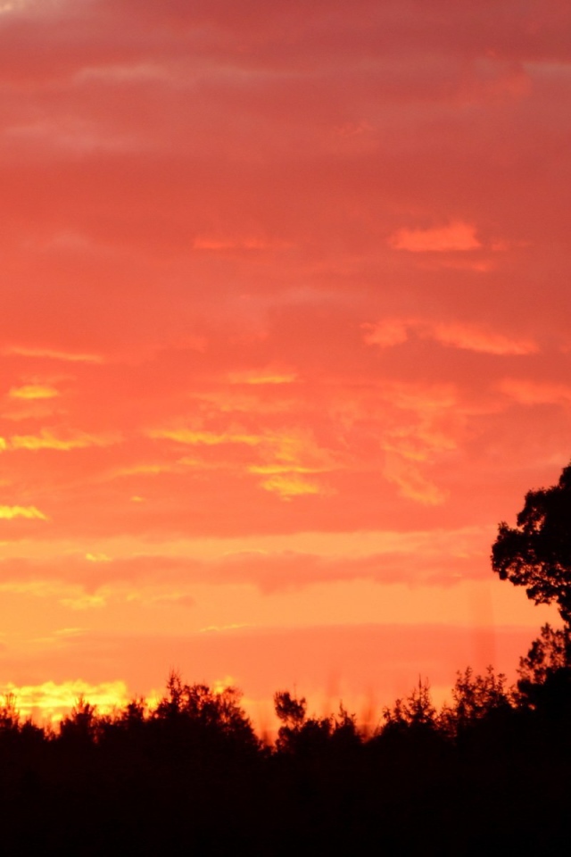 Силуэт дерева на красном фоне заката
