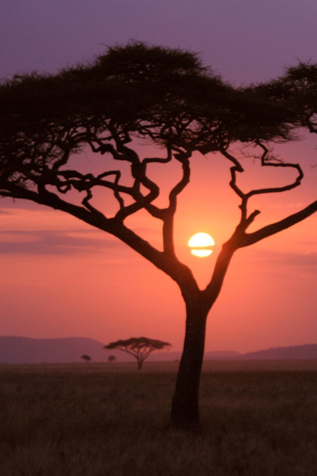 Скудная растительность саванны на закате солнца