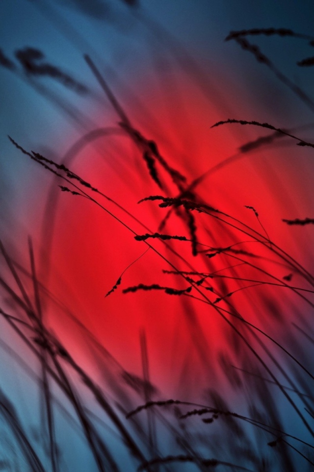 Колоски на фоне красного солнца