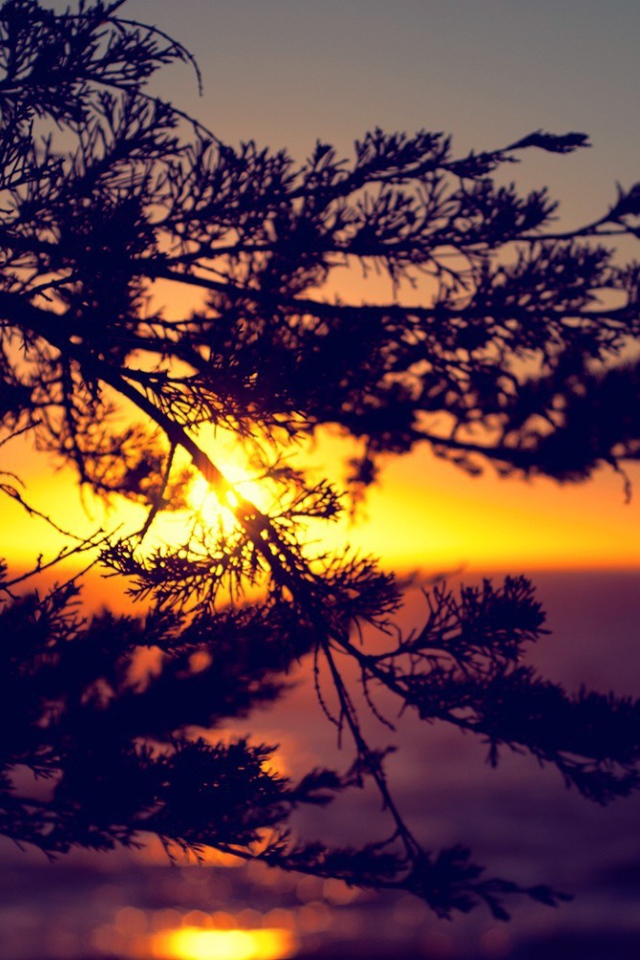 Закат сквозь ветки дерева