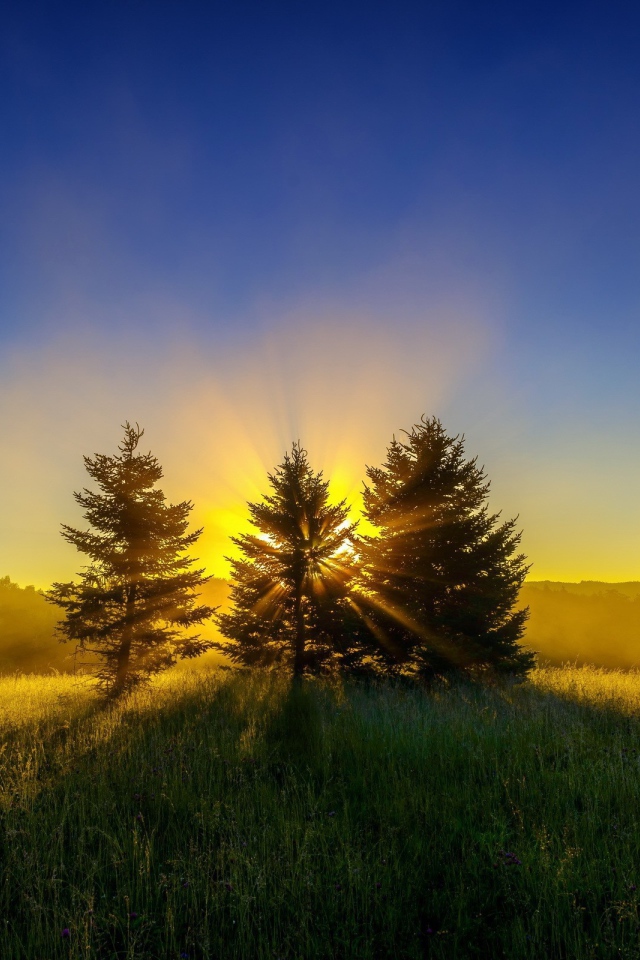 Сияние солнца за деревьями