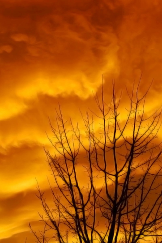 Голые ветви дерева на фоне оранжевых облаков заката