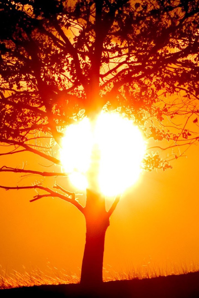 Солнце прячется за стволом дерева