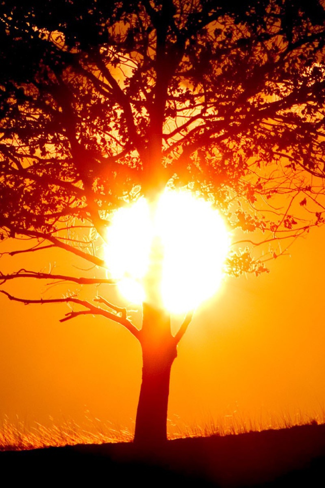 Ствол дерева растворился в закатном солнце