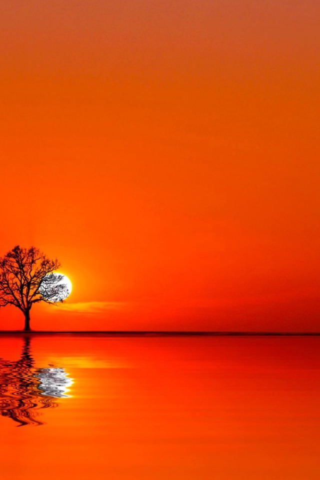 Дерево на закате между водой и небом