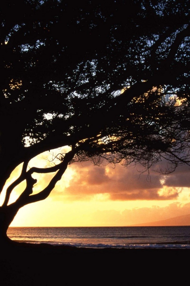 Дерево раскинуло ветви на фоне заката