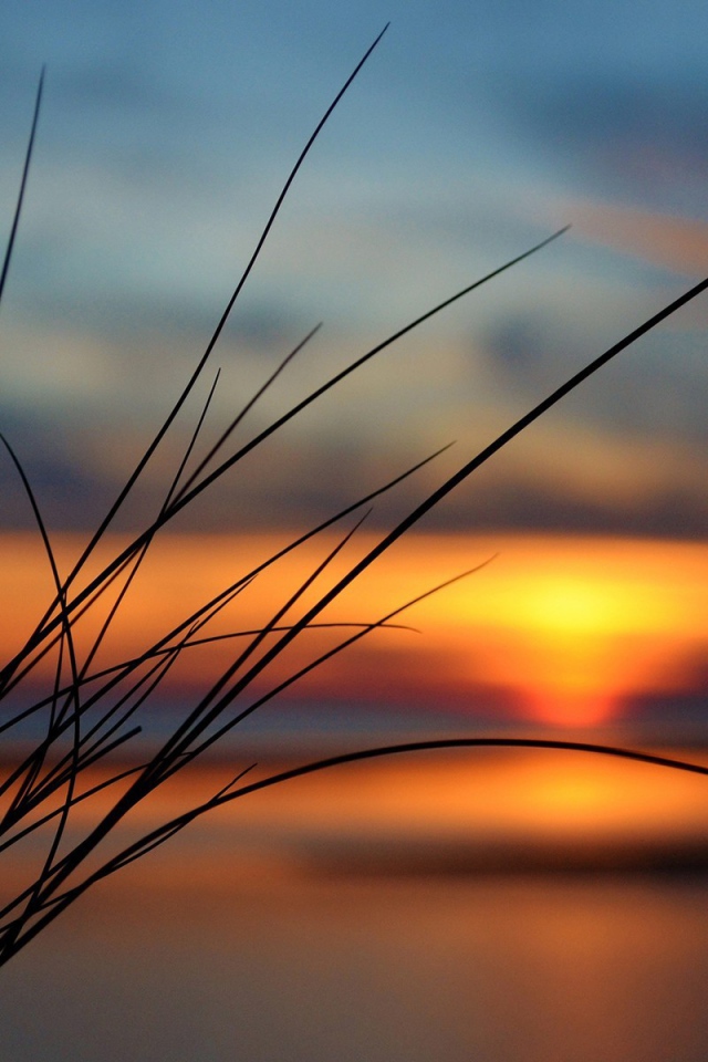 Пучок травы на фоне заката