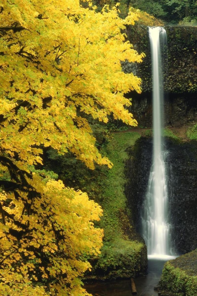 Маленький водопад в лесной чаще