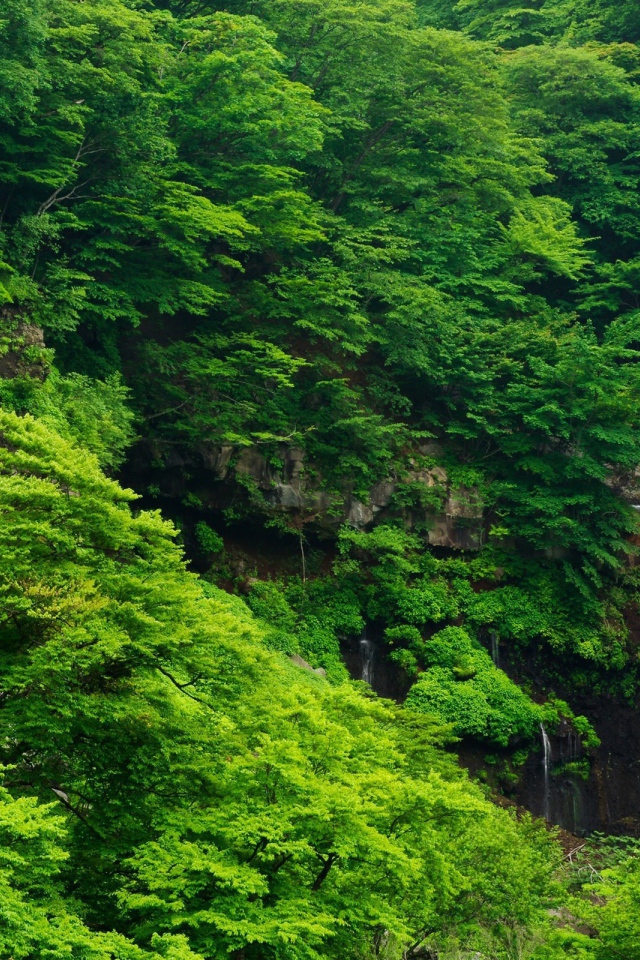 Густые зеленые заросли и водопад на камнях