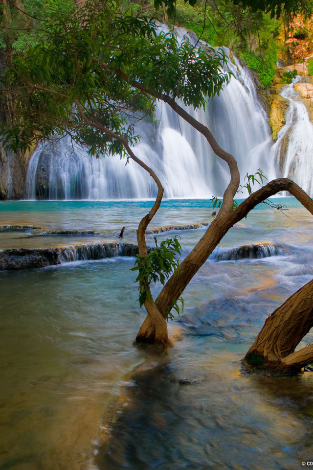 Деревья растут в реке