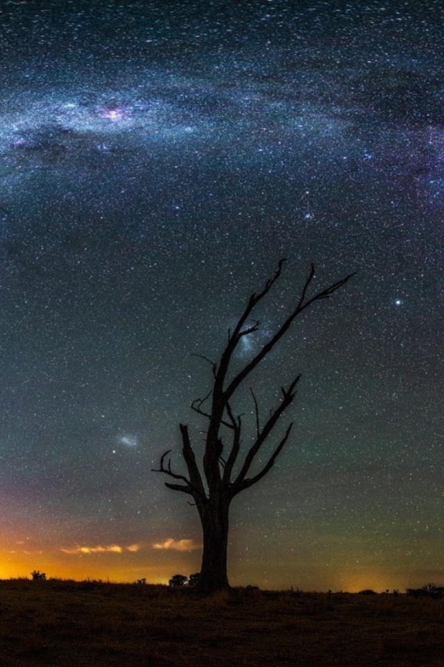 Сухое дерево на фоне Млечного пути