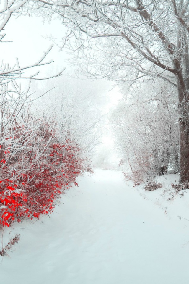 Снег на красных листьях