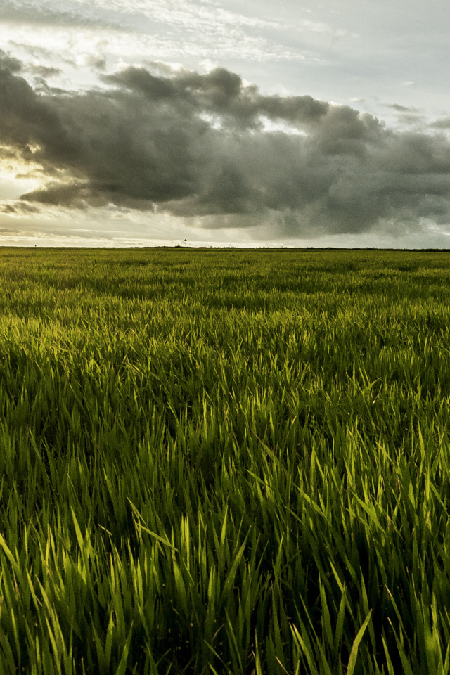 Фермерское поле в Румынии