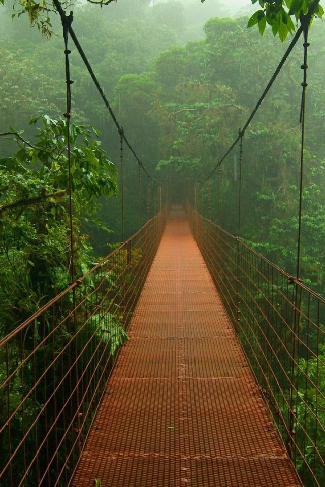 Мост в лесах Амазонии