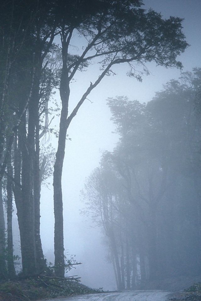 Туманный лес в Чили