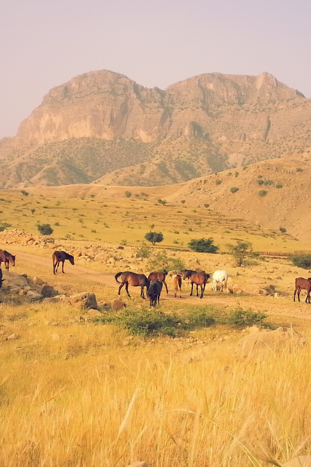 Табун лошадей в горах в Иране