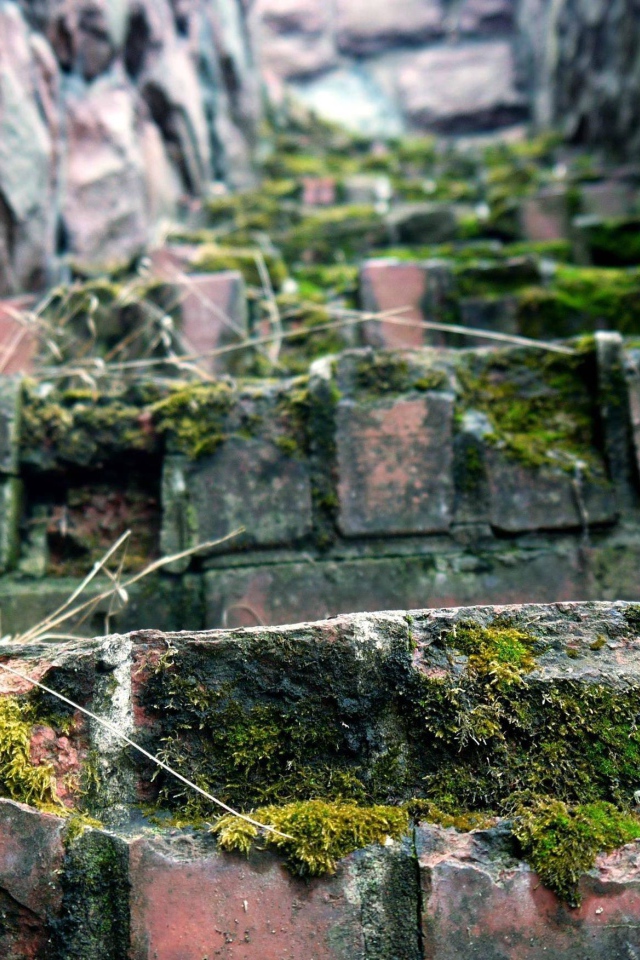 Поросшие мхом ступени