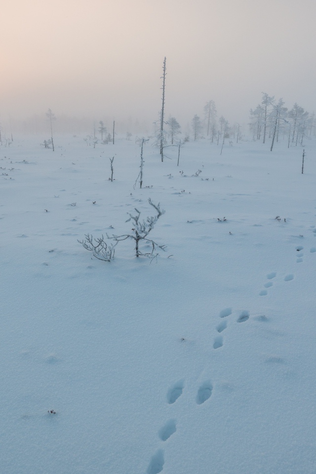 Покрытое снегом поле в Финляндии