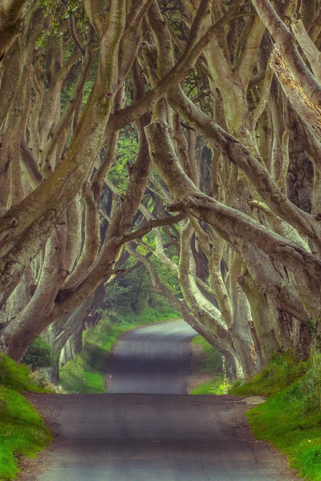 Таинственный лес, Северная Ирландия