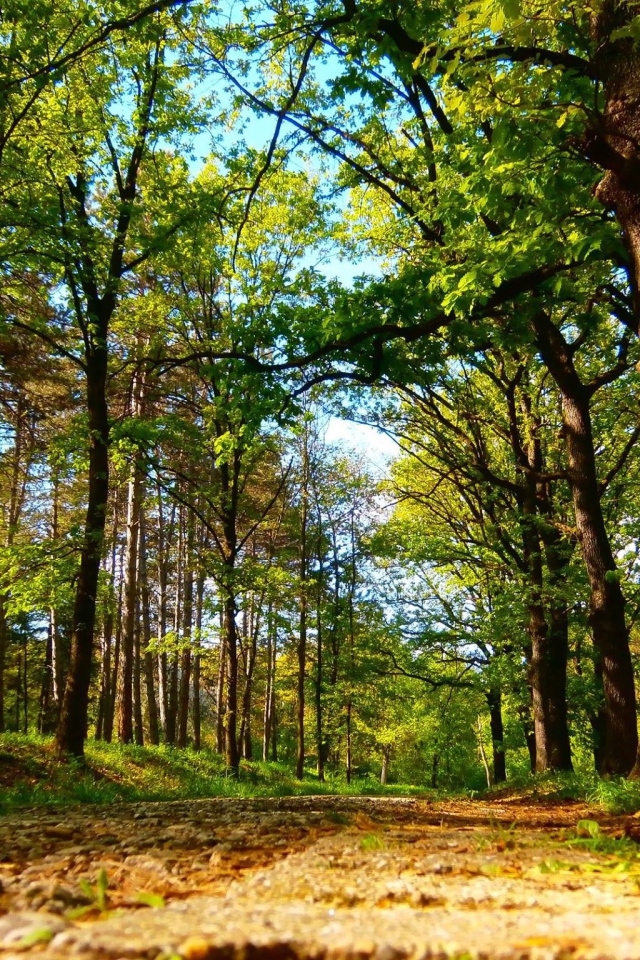Дорога в старом лесу, Сербия