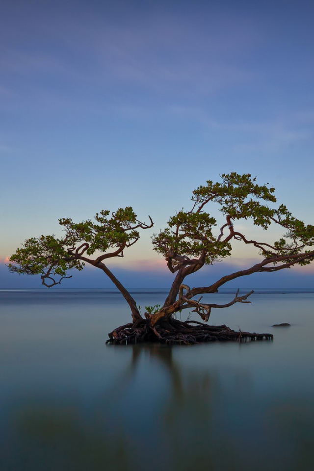 Дерево среди озера в Пуэрто-Рико