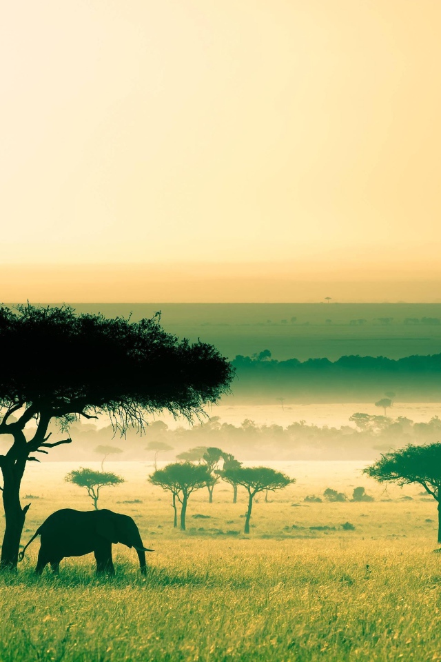 Слон под деревом, Африка