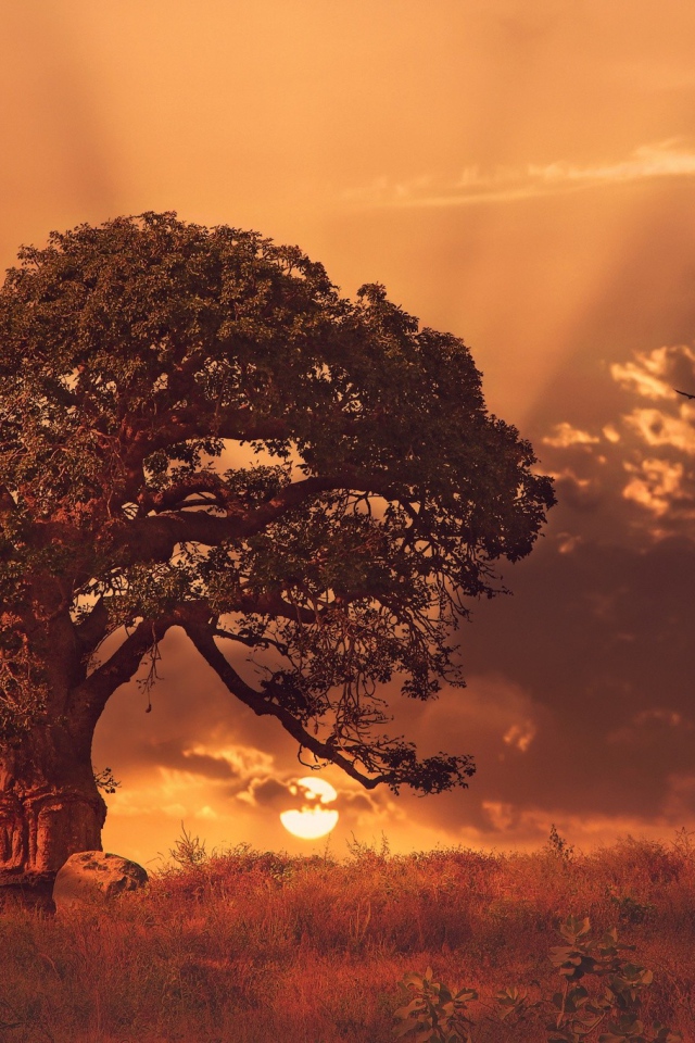 Огромный баобаб на закате в Африке