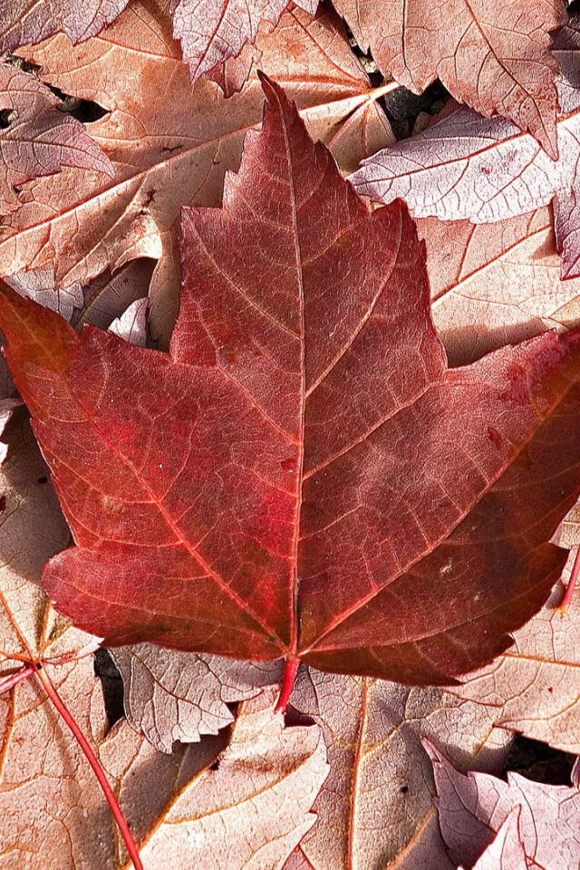 Flag of Canada from autumn leaves