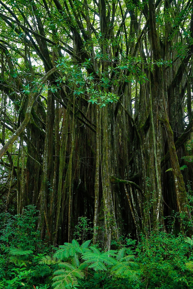 Dense thickets of Hawaii
