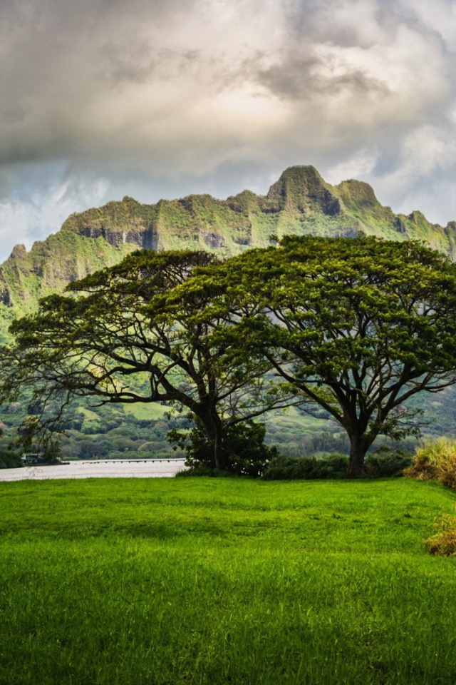 The vegetation of the islands of Hawaii