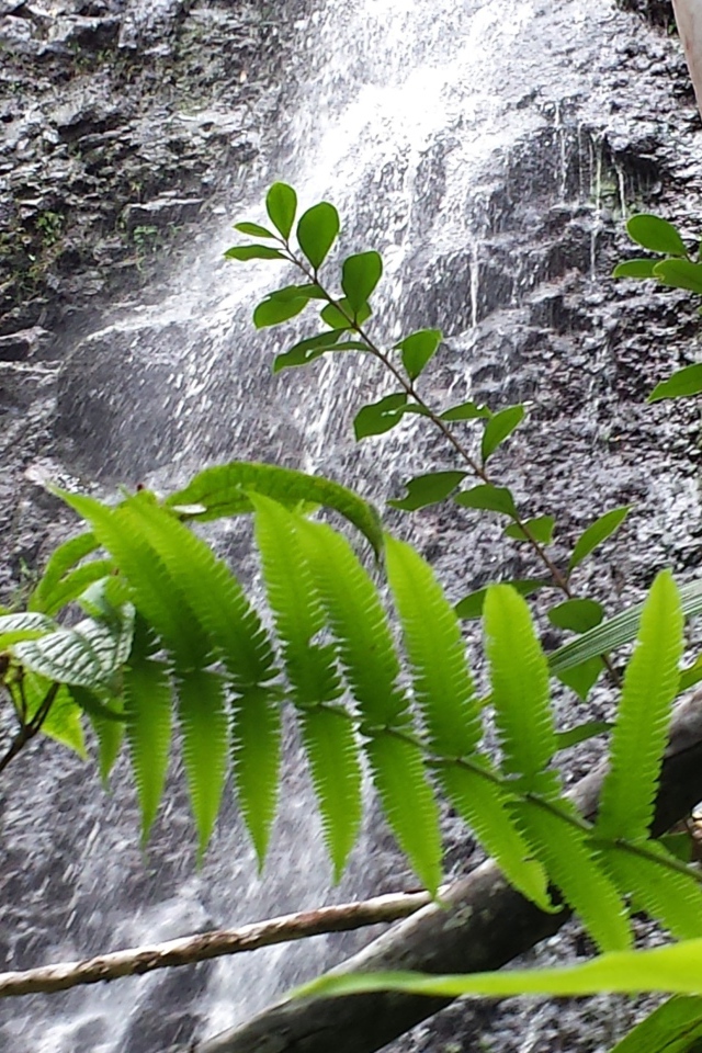 Водопад в заповеднике на Гавайях
