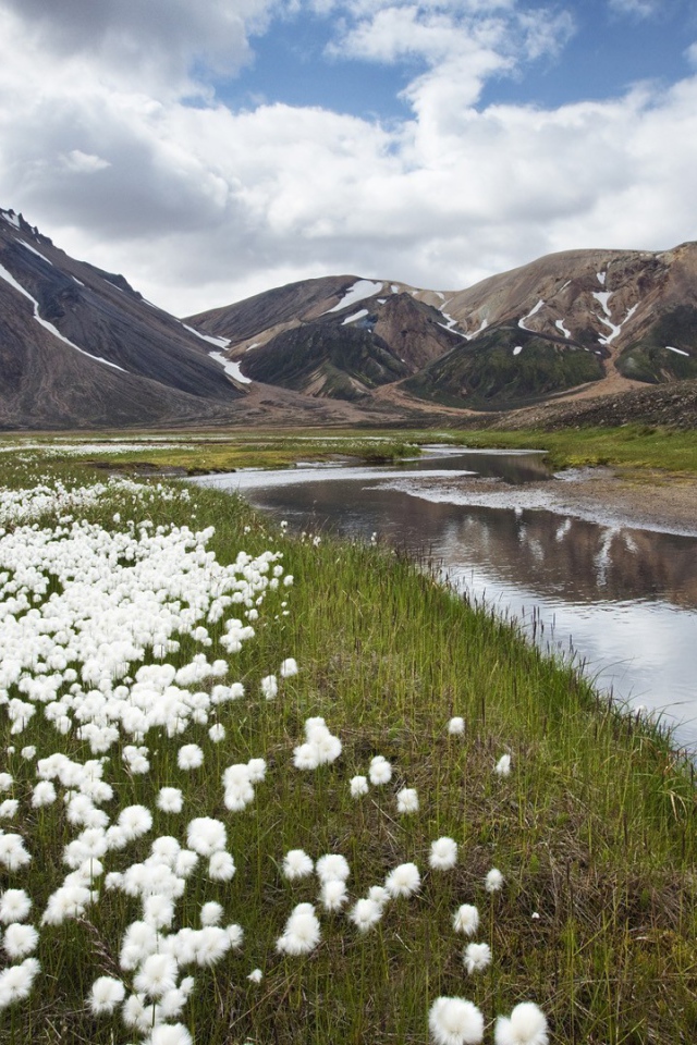 Полевые цветы в Исландии