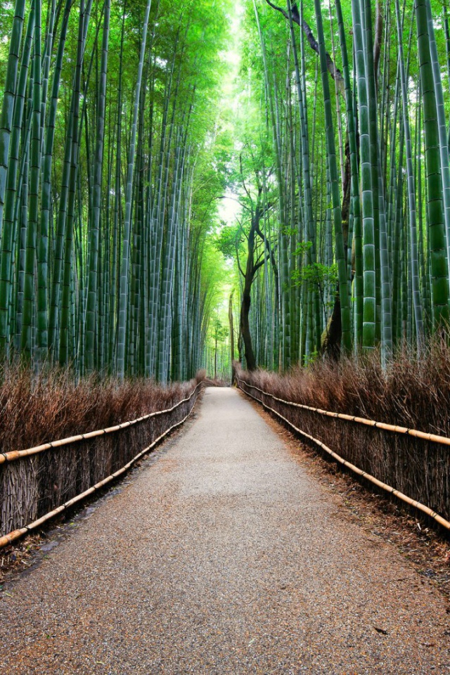 Бамбуковый лес Сагано в Киото, Япония