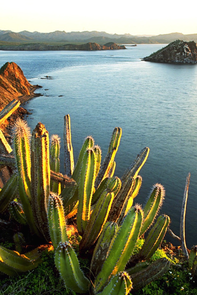 Кактусы на берегу моря в Мексике