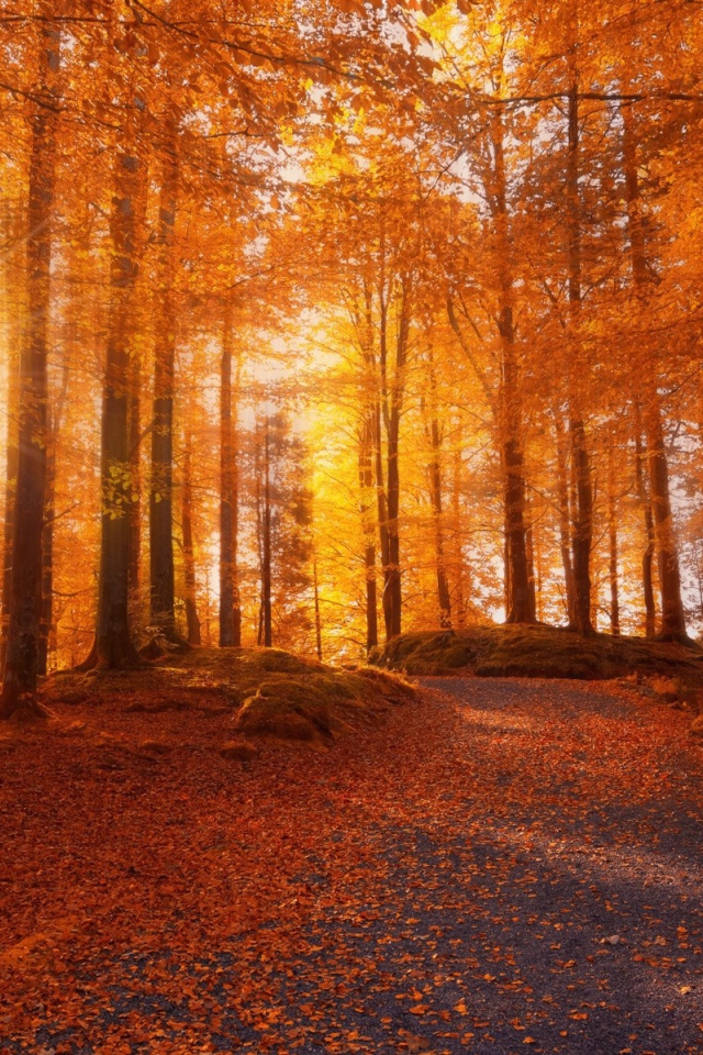 Осенний лес в Норвегии