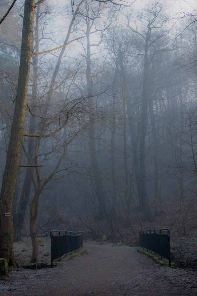 Туманный лес в Польше