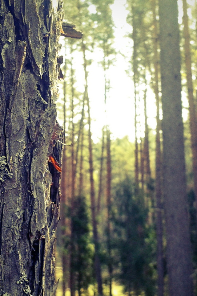 Лес в Мазурии, Польша