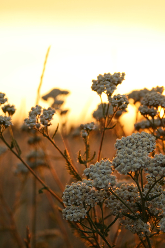 Полевые растения на фоне заката в Польше