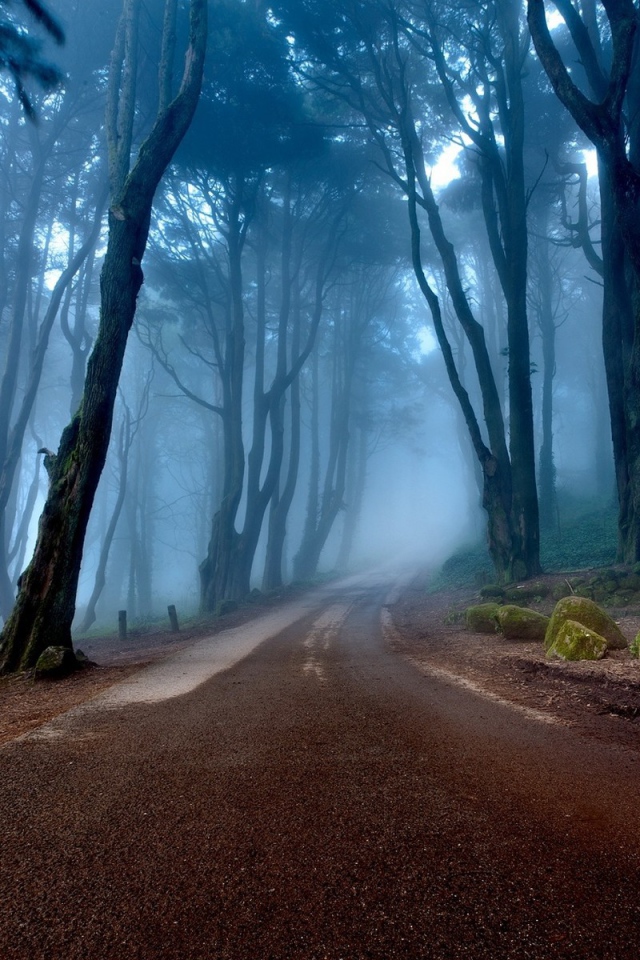 Дорога в туманном лесу, Португалия