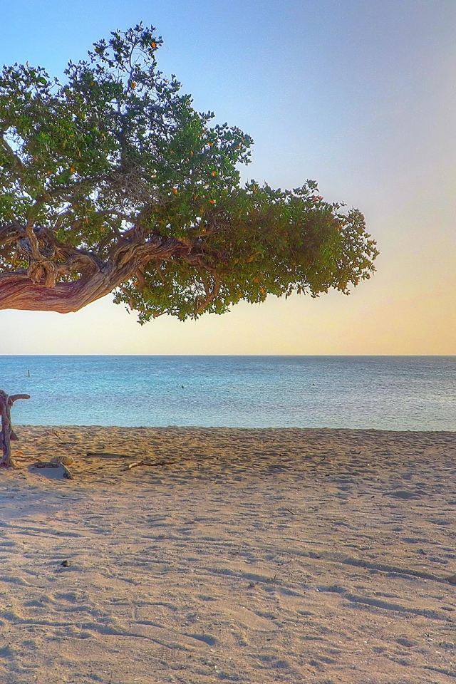 Старое дерево на пляже, Аруба