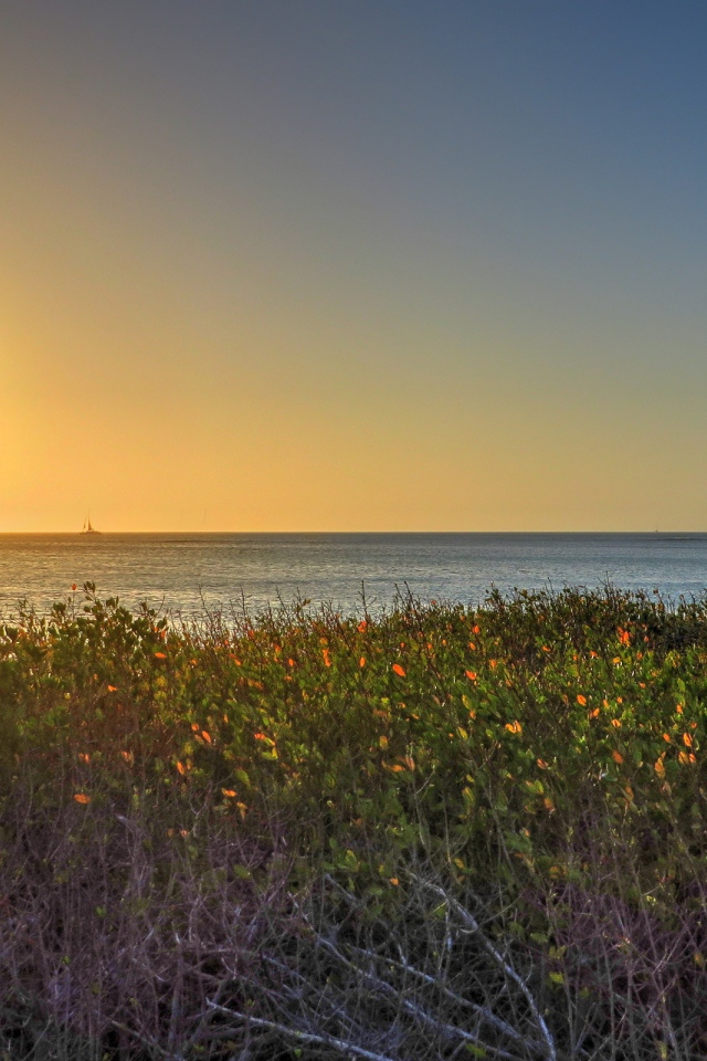 Растения на берегу моря на Арубе