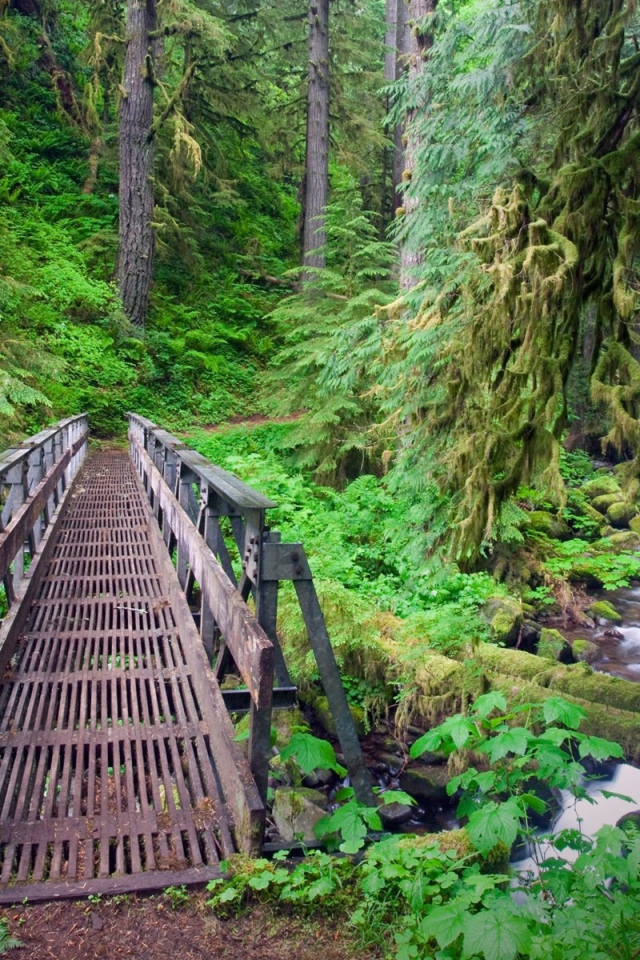 Мост через ручей в лесу, Орегон