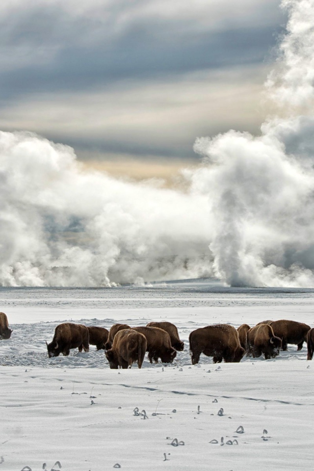 Животные на снегу в штате Аляска