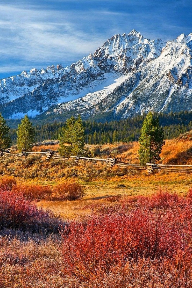 Лес в предгорье в Айдахо