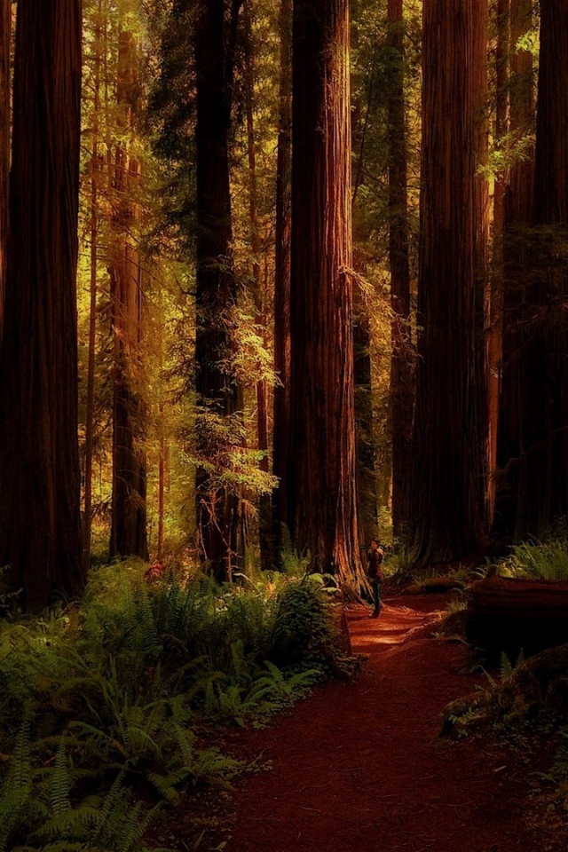 Огромные деревья в лесу, Калифорния