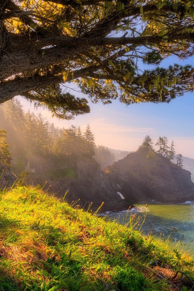 Старое дерево на берегу, Орегон