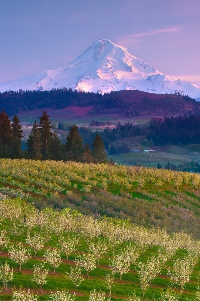 Фруктовый сад на ферме в США